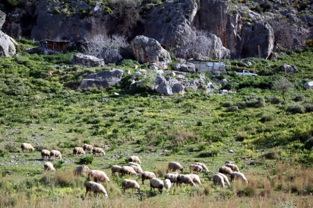 Ευρωπαϊκό Δικαστήριο: Απαλλαγή της Ελλάδας από πρόστιμο για τα βοσκοτόπια