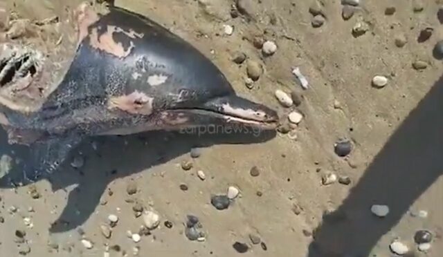 Κρήτη: Νεκρό δελφίνι ξεβράστηκε σε θάλασσα