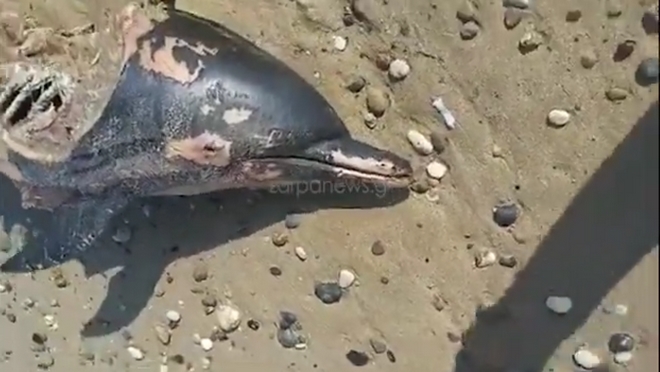 Κρήτη: Νεκρό δελφίνι ξεβράστηκε σε θάλασσα