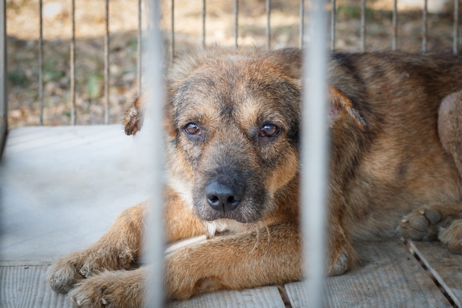 Ηγουμενίτσα: Καταδικαστική απόφαση για κακοποίηση σκύλου