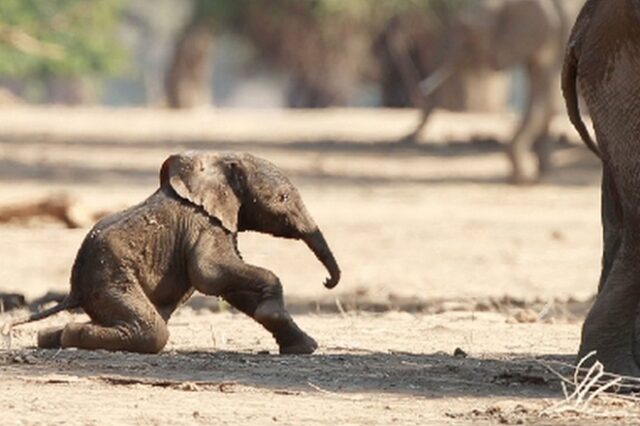 Νεογέννητο ελεφαντάκι κάνει τα πρώτα του βήματα και τρώει τα μούτρα του