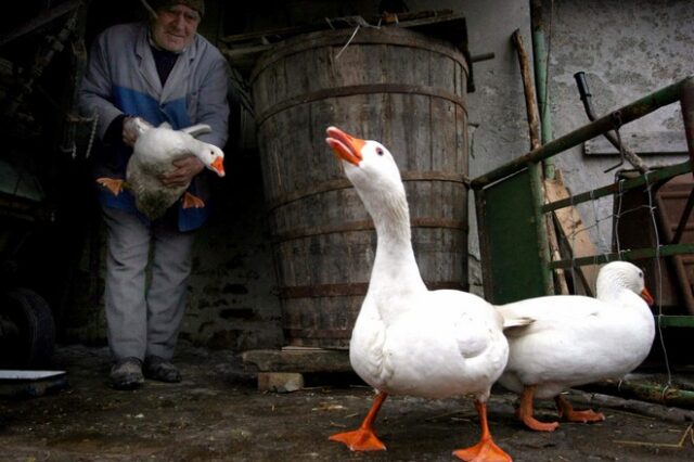 Βουλγαρία: Κρούσματα γρίπης των πτηνών σε πτηνοτροφείο