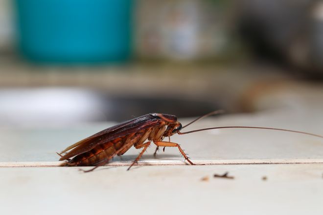Άγιος Βαλεντίνος: Δώστε το όνομα του/της πρώην σας σε μια κατσαρίδα και δείτε τη να γίνεται τροφή