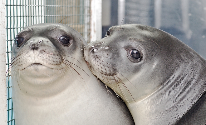 Η Λένα και η Νικόλ επέστρεψαν σπίτι τους, στα νερά του Αιγαίου