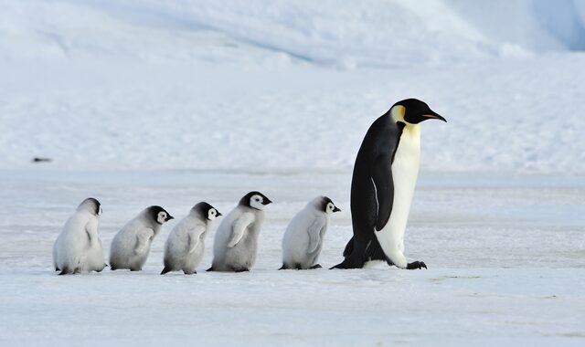 Κλιματική αλλαγή: Μειώνονται δραματικά οι πιγκουίνοι της Ανταρκτικής