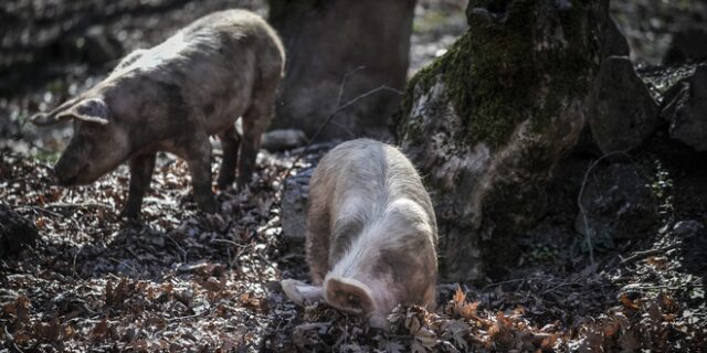 Συναγερμός στις Σέρρες: Εμφανίστηκε κρούσμα αφρικανικής πανώλης των χοίρων