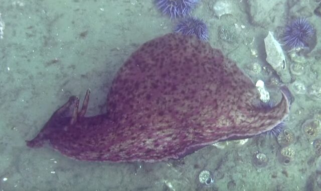 Αυστραλία: Βρέθηκε θαλάσσιο γλοιώδες “τέρας” που βγάζει τοξικό υγρό