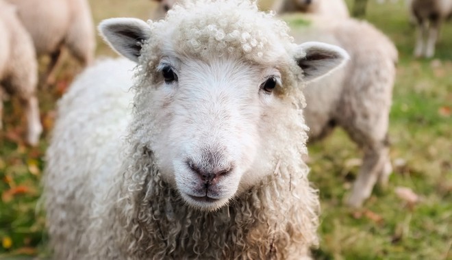 Κρήτη: Έβαλε GPS στο πρόβατο και έπιασε τους κλέφτες