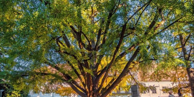 Ένα “ερωτευμένο” δέντρο, ηλικίας 242 ετών, σε ευρωπαϊκό διαγωνισμό