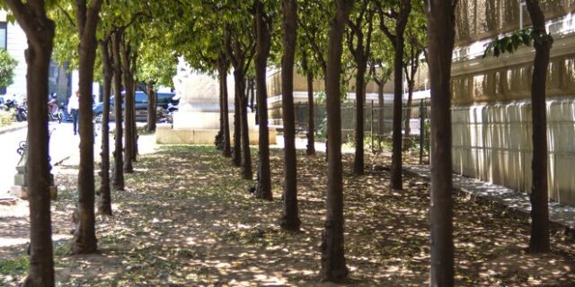 Ξυλοφάγο έντομο καταστρέφει τις μουριές της Αθήνας