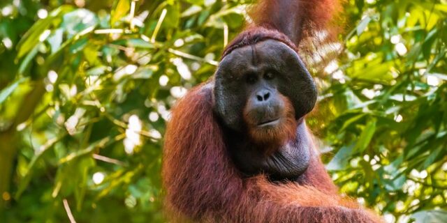 Συγκλονιστική εικόνα: Ουρακοτάγκος απλώνει το χέρι του για να βοηθήσει άνθρωπο