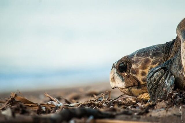 Πλαστικά στο 70% των θαλάσσιων χελωνών του “ΑΡΧΕΛΩΝ”
