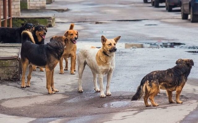 Θεσσαλονίκη: Πέθανε 65χρονος από επίθεση αδέσποτων σκύλων