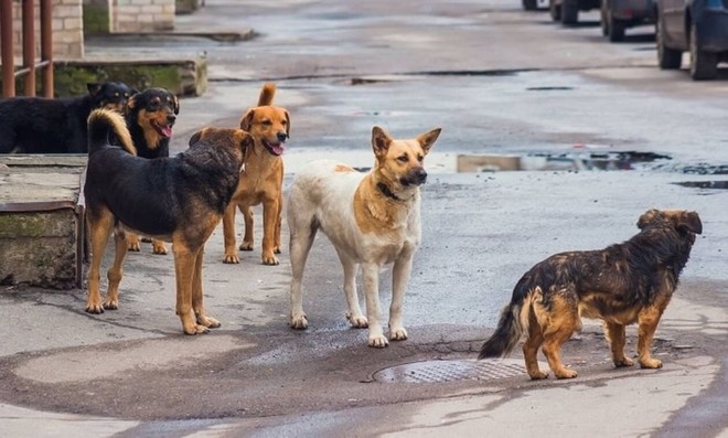 Θεσσαλονίκη: Σε σοβαρή κατάσταση 65χρονος που δέχθηκε επίθεση από αδέσποτα σκυλιά