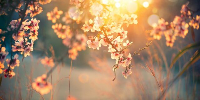 Άνοιξη: Tο doodle της Google για την εαρινή ισημερία