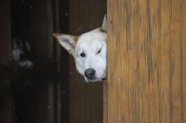 Κορονοϊός: Ο κτηνιατρικός σύλλογος τονίζει ότι δεν πέθανε σκύλος λόγω του ιού