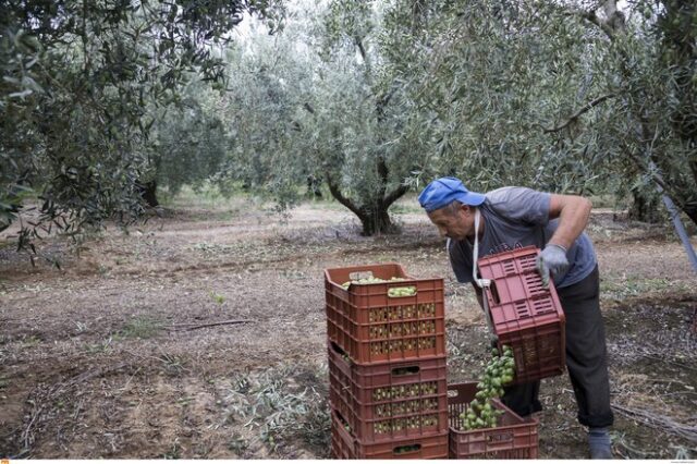 ΔΕΗ: Νέο πρόγραμμα διακανονισμών για τους αγρότες