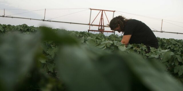 Ένα μήνα παράταση πήραν οι αιτήσεις Ενιαίας Ενίσχυσης των παραγωγών