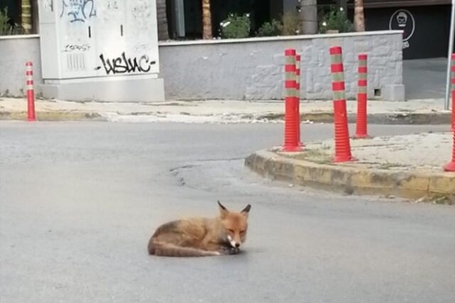 Σχινιάς: Σκότωσαν αλεπού και την τοποθέτησαν σε κλαδί δέντρου με μάσκα θαλάσσης