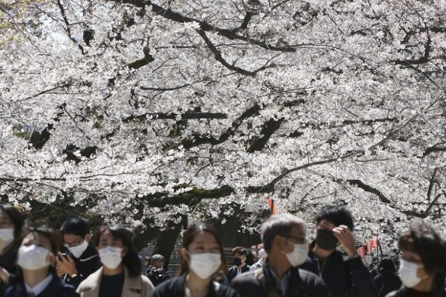Κορονοϊός-Ιαπωνία: Το ραντεβού με τις ανθισμένες κερασιές θα είναι φέτος διαδικτυακό
