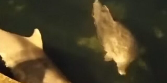 Τουρκία: Δελφίνια χαίρονται τον Βόσπορο χάρη στο lockdown