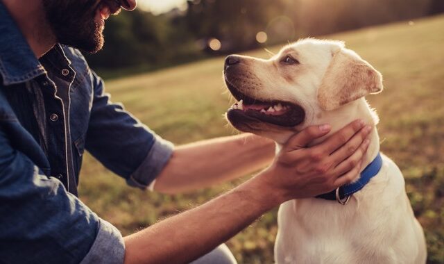 Ερευνητές θα εξετάσουν αν σκύλοι έχουν την ικανότητα να ανιχνεύσουν τον κορονοϊό