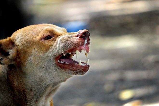 Θεσσαλονίκη: Αδέσποτος σκύλος επιτέθηκε σε 20χρονο