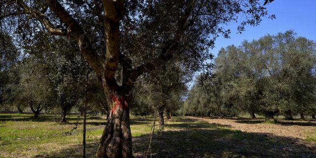Καταστροφικό για τις ελιές βακτήριο μπορεί να προκαλέσει ζημιές δισ. ευρώ και στην Ελλάδα