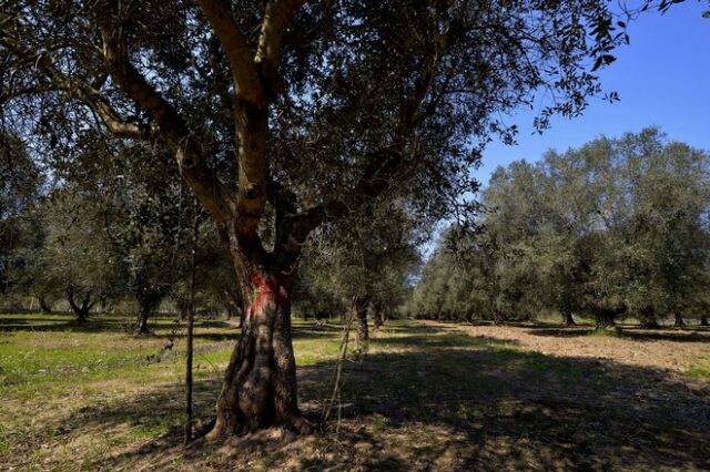 Καταστροφικό για τις ελιές βακτήριο μπορεί να προκαλέσει ζημιές δισ. ευρώ και στην Ελλάδα