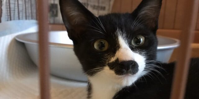 Σπάνιο φαινόμενο: Γατάκι έχει “γατάκι” στη μύτη του