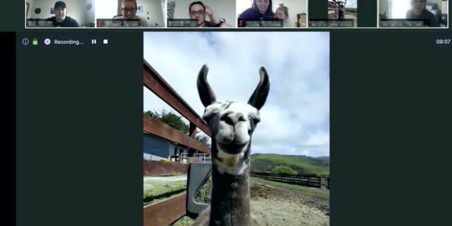 Κορονοϊός: Φάρμα “νοικιάζει” τα λάμα της για εταιρικά meetings και θησαυρίζει