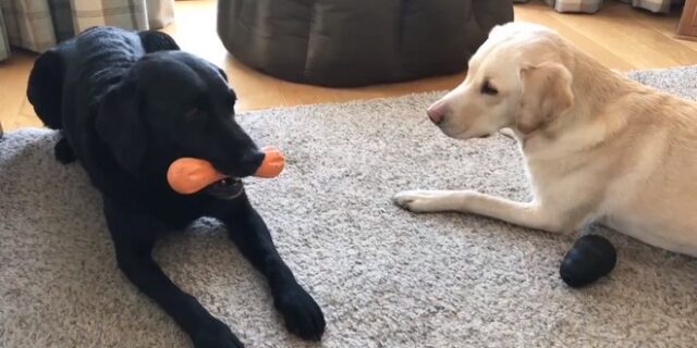 Το παιχνίδι της Olive με τη Mabel θα σου φτιάξει τη μέρα