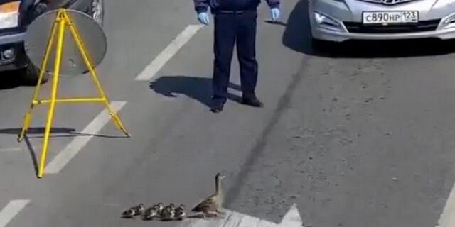 Ρωσία: Αστυνομικός σταμάτησε την κυκλοφορία για να δώσει προτεραιότητα σε πάπιες!