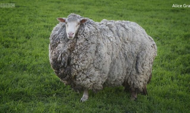 Πρόβατο βρέθηκε μετά από επτά χρόνια σε καθεστώς αυτοαπομόνωσης!