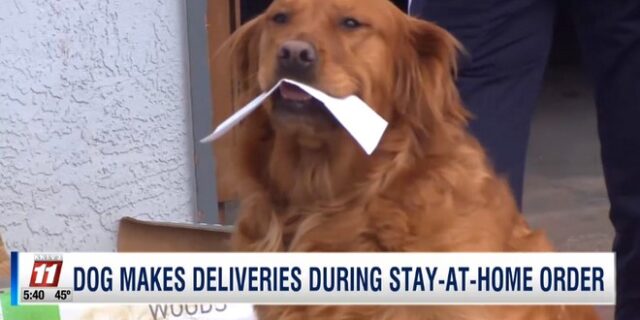 Σκύλος παραδίδει τρόφιμα σε γυναίκα που βρίσκεται σε καραντίνα