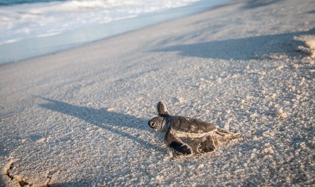 Ταϊλάνδη: Άδειασαν οι παραλίες και οι θαλάσσιες χελώνες ευημερούν