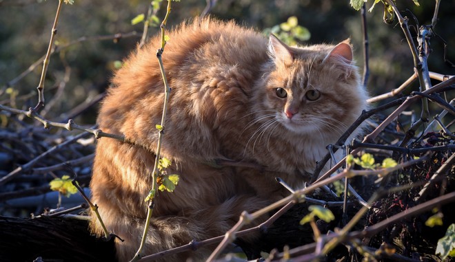 Γαλλία: Γάτος βγήκε θετικός στον κορονοϊό
