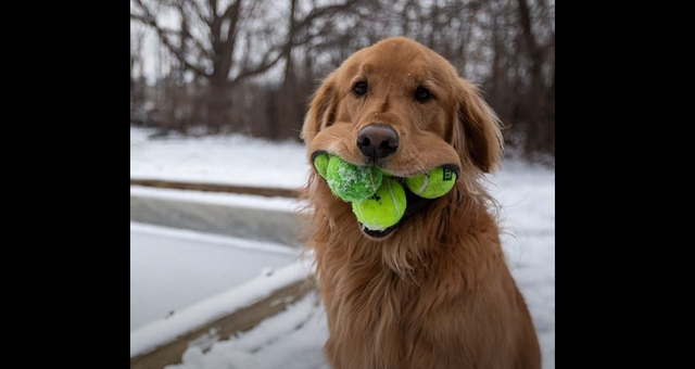 Ρεκόρ Guinness: Σκύλος χώρεσε 6 μπαλάκια τένις στο στόμα του