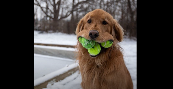 Ρεκόρ Guinness: Σκύλος χώρεσε 6 μπαλάκια τένις στο στόμα του