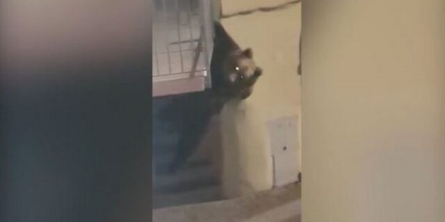 Ιταλία: Αρκούδα-ακροβάτης βγήκε στους δρόμους και έσπειρε τον τρόμο