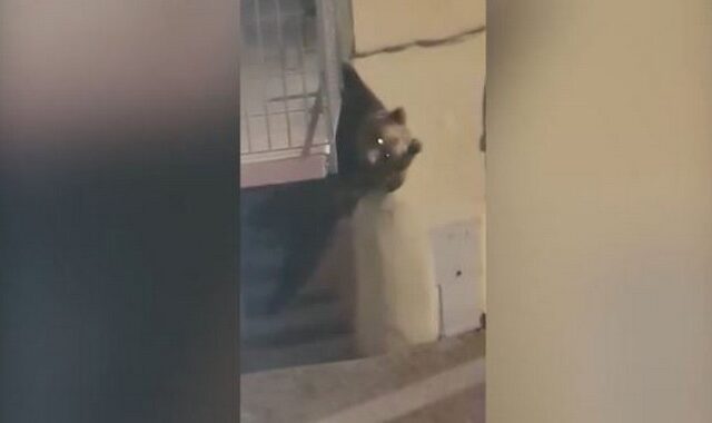 Ιταλία: Αρκούδα-ακροβάτης βγήκε στους δρόμους και έσπειρε τον τρόμο