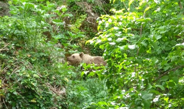 Αρκούδα ζει εδώ και ένα μήνα μαζί με τους κατοίκους στο Μικρό Πάπιγκο