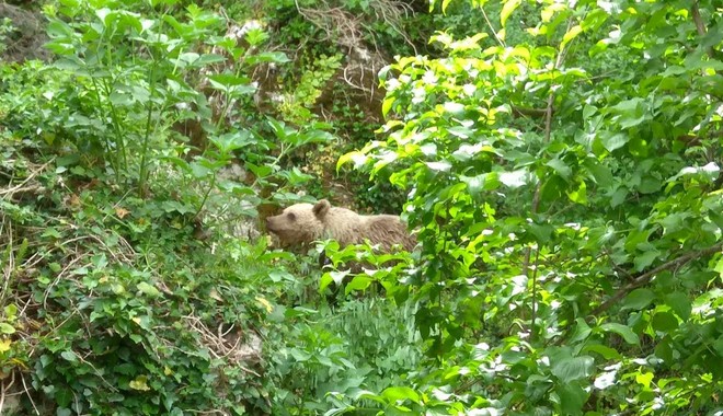 Αρκούδα ζει εδώ και ένα μήνα μαζί με τους κατοίκους στο Μικρό Πάπιγκο