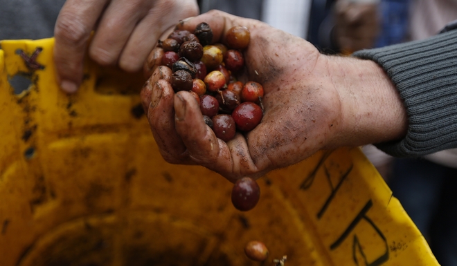 Κολομβία: Ο κορονοϊός θέτει σε κίνδυνο την παραγωγή καφέ