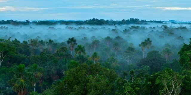 Υπερθέρμανση του πλανήτη: Πιθανό τα τροπικά δάση να απελευθερώνουν διοξείδιου του άνθρακα