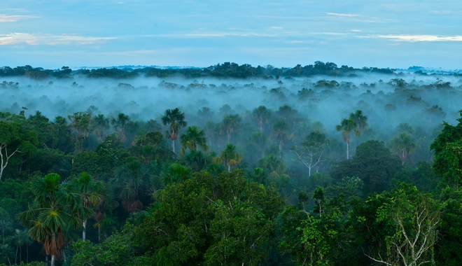 Υπερθέρμανση του πλανήτη: Πιθανό τα τροπικά δάση να απελευθερώνουν διοξείδιου του άνθρακα