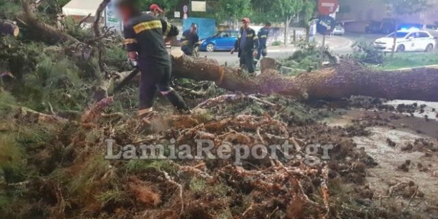 Λαμία: Τεράστιο πεύκο έπεσε μεσα στην πόλη