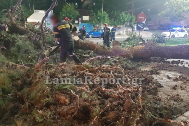 Λαμία: Τεράστιο πεύκο έπεσε μεσα στην πόλη