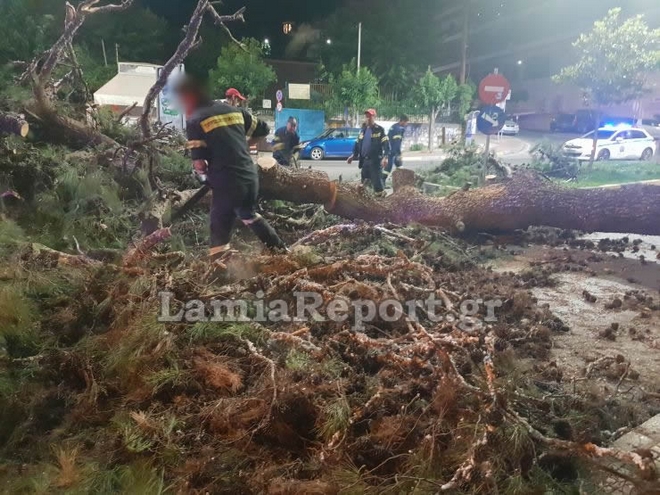 Λαμία: Τεράστιο πεύκο έπεσε μεσα στην πόλη