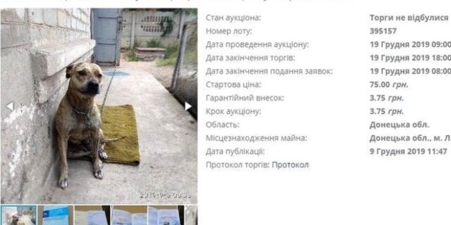 Ουκρανία: Δημοπρατήθηκαν σκυλιά για να πληρωθούν χρέη του ιδιοκτήτη τους